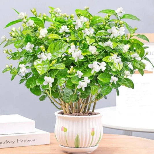 Elegance of Jasmine Plants